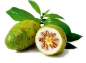 fruit-noni-aloe-vera-agoji-antioxydant-bio (1) Applications thérapeutiques noni