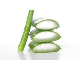 aloe-vera-noni-aloes-goji-fruit-bio-jus-gel-pulpe-antioxydant (3) Aloé véra facteur de jouvence