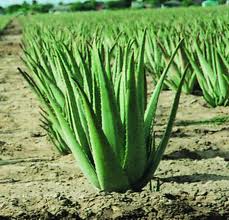 aloe-vera-noni-aloes-goji-fruit-bio-jus-gel-pulpe-antioxydant (2) Aleo vera, et son pourvoir d’adaptation