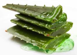 aloe-vera-noni-aloes-goji-fruit-bio-jus-gel-pulpe-antioxydant (25) La qualité de l’aloe vera, un facteur essentiel