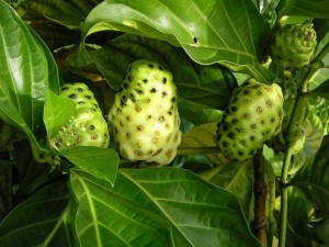 fruit-noni-aloe-vera-agoji-antioxydant-bio-fruit-feuille (2) Propriétés antioxydantes de la feuille de noni