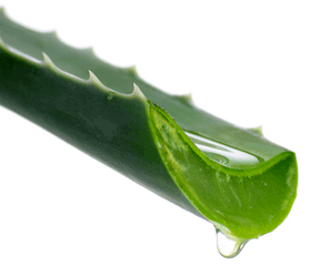 Une plante pas comme les autres !