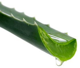 Détoxification par l’Aloe vera