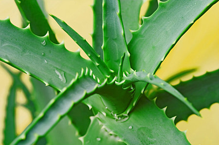 Aloe Vera – Les bienfaits 100% naturels