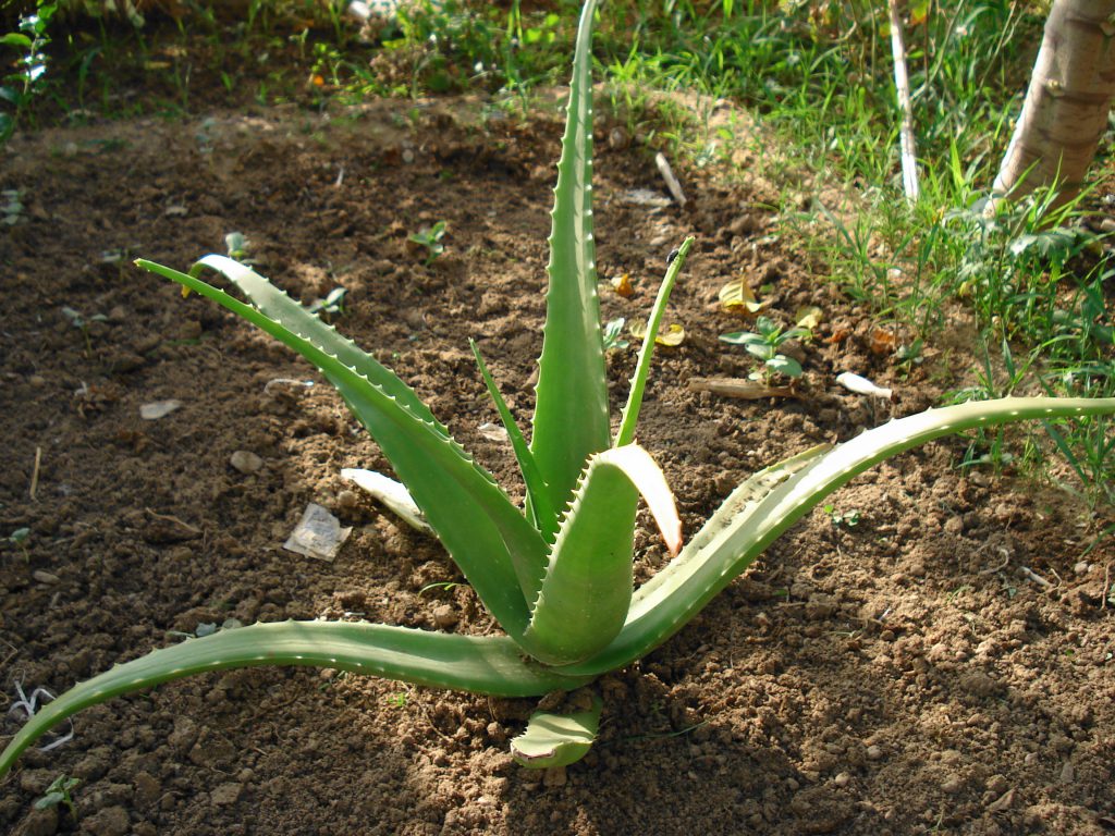 La plante d'aleo vera dans le jardin